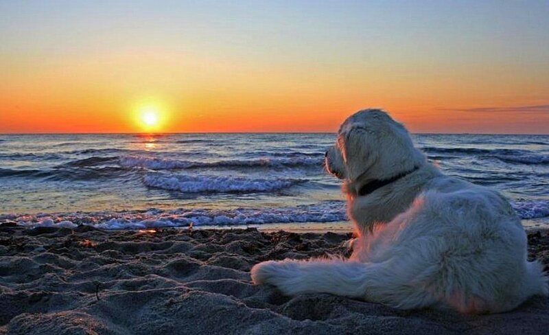 Golden Retriever on Beach — Orange