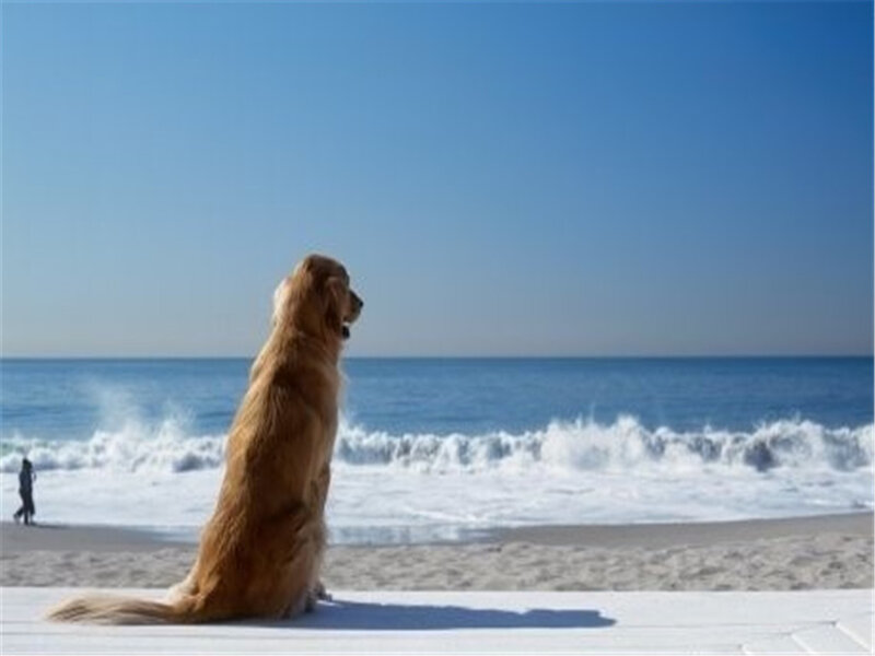 Golden Retriever on Beach