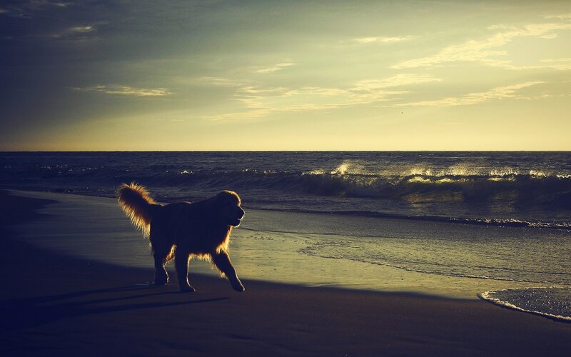Golden Retriever on Beach — Yellow