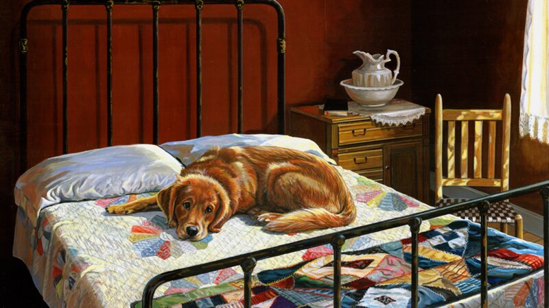 Golden Retriever on Bed — Brown