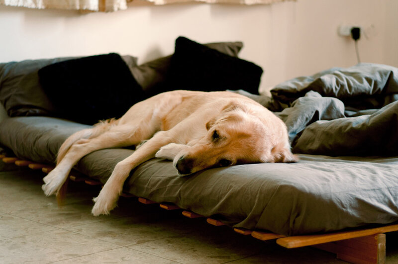 Golden Retriever on Bed