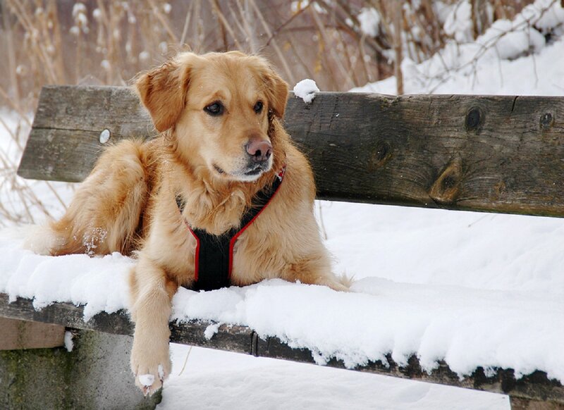 Golden Retriever on Bench