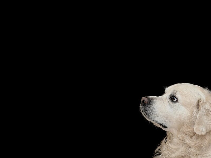 golden retriever on black background