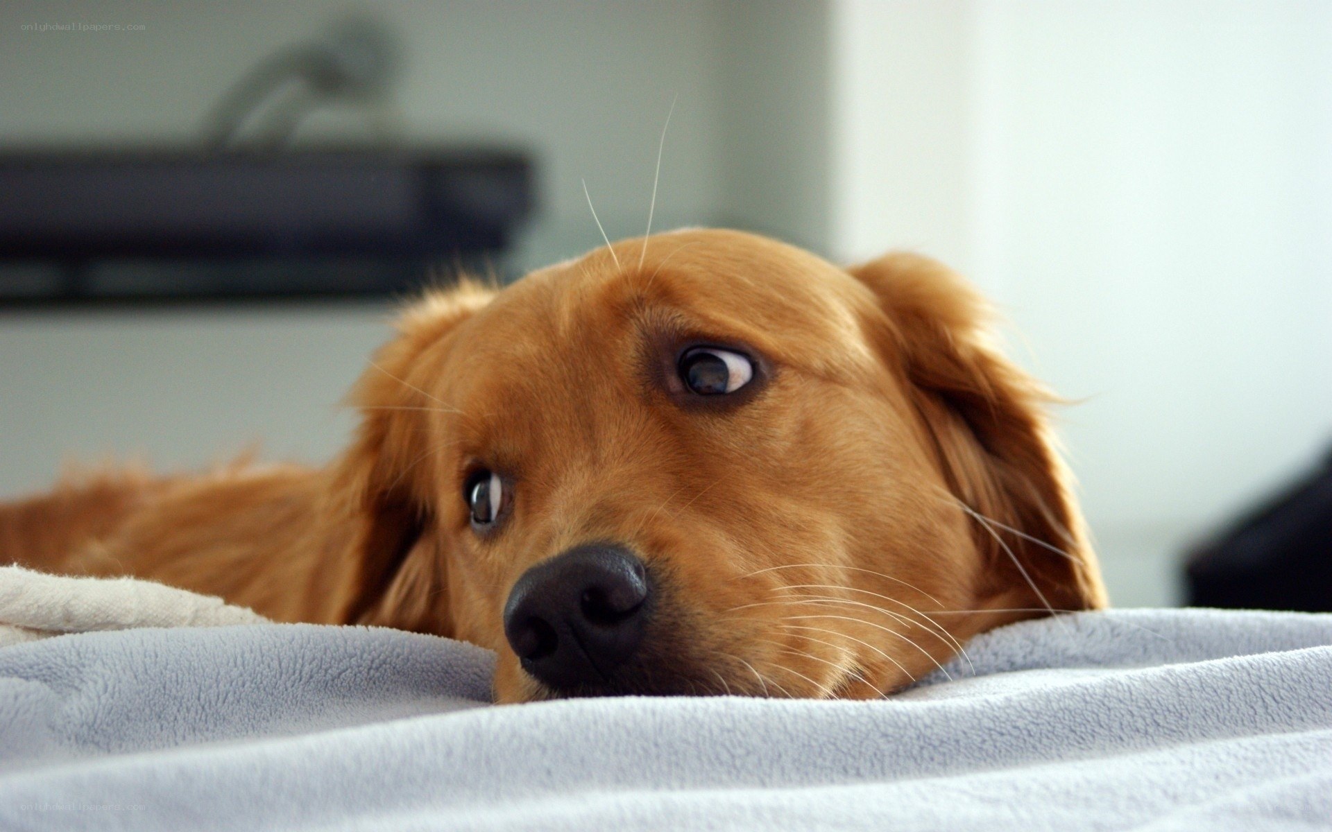 golden retriever on blanket