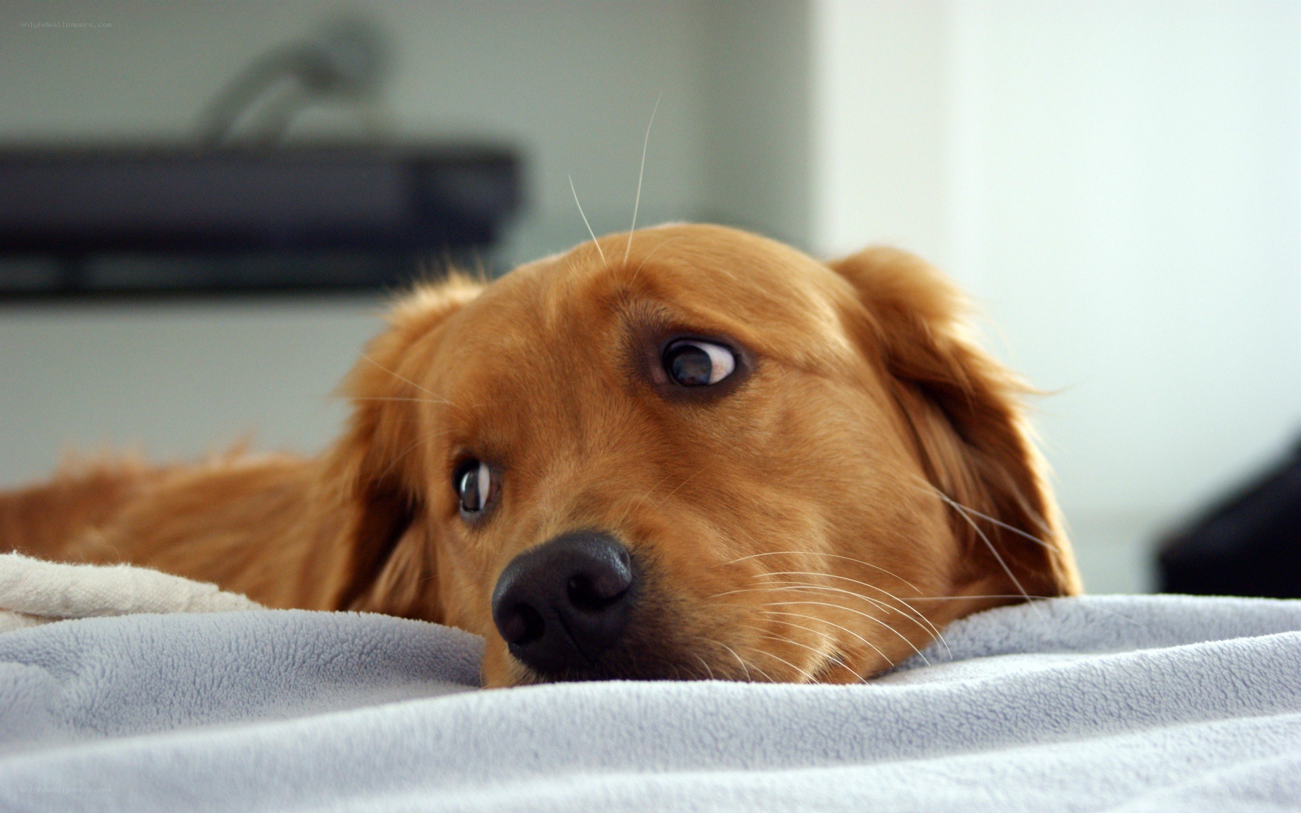 golden retriever on blanket