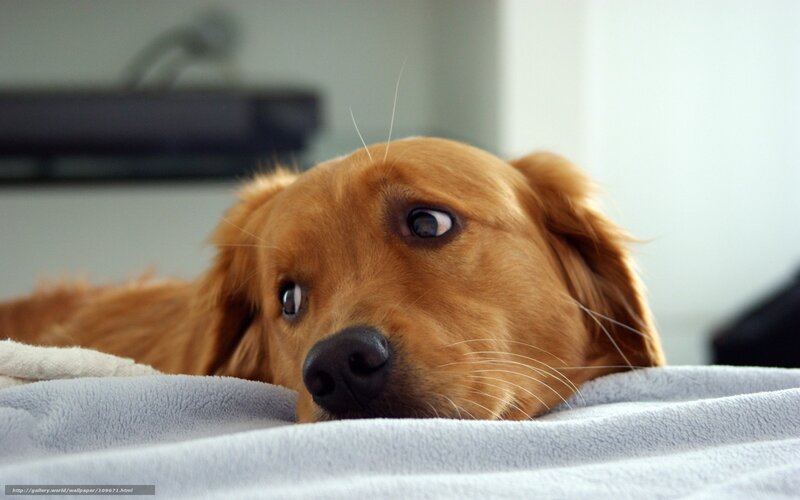 golden retriever on blanket