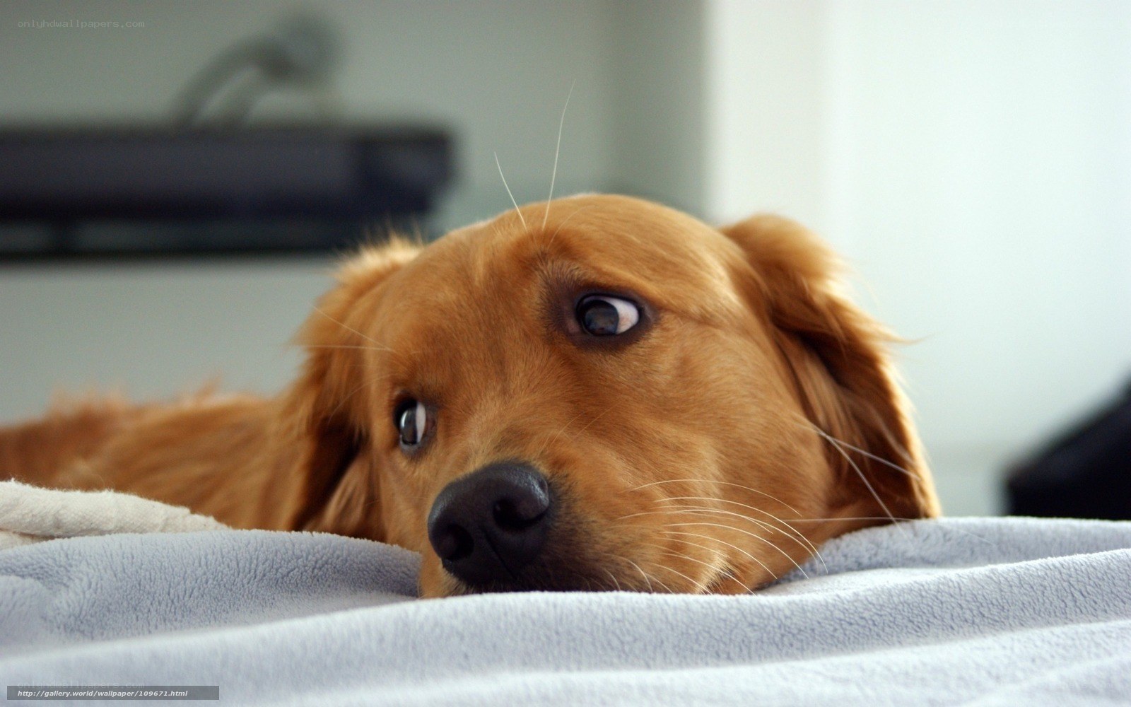 golden retriever on blanket