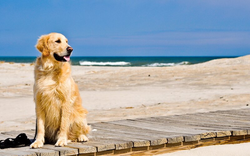 Golden Retriever on Boardwalk — Blue