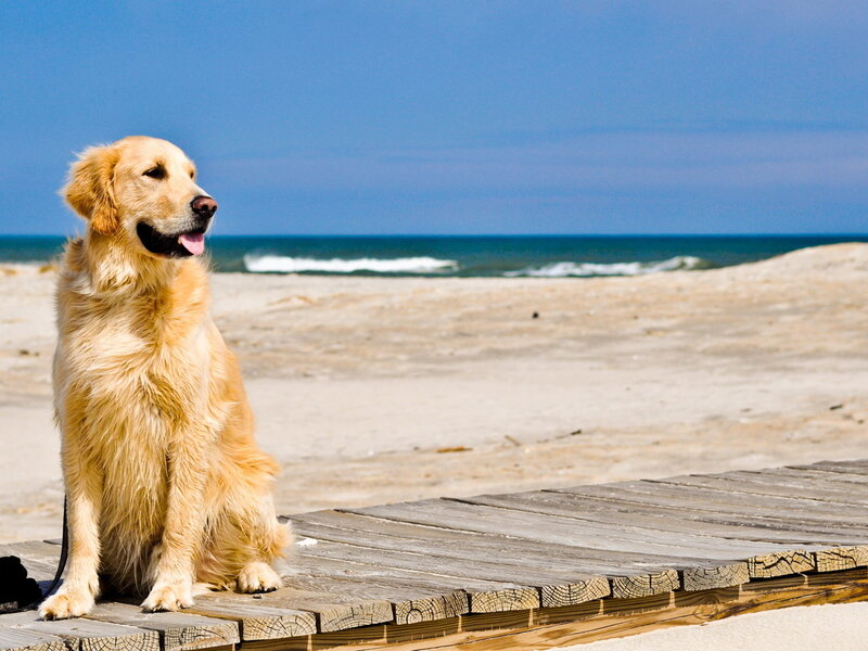 Golden Retriever on Boardwalk