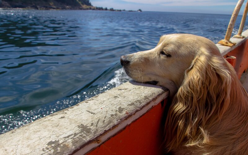 Golden Retriever on Boat — Blue