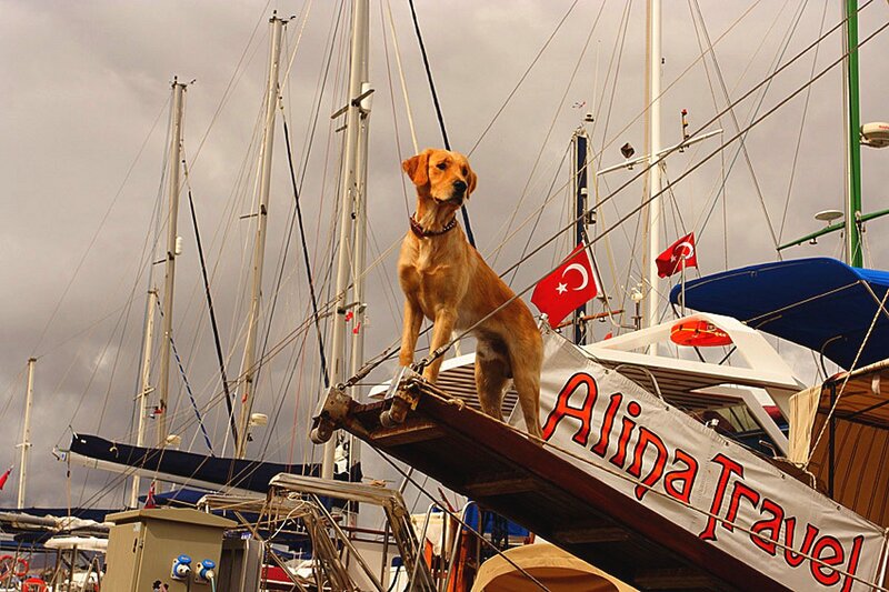 Golden Retriever on Boat
