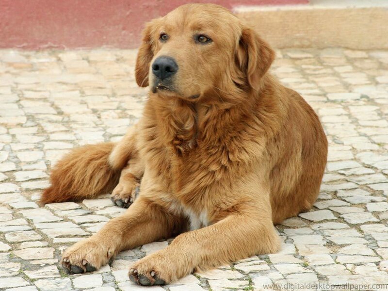 Golden Retriever on Cobblestones
