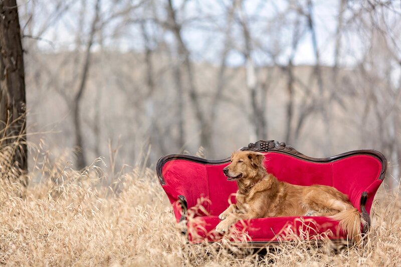 Golden Retriever on Couch