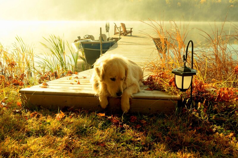 Golden Retriever on Dock — Gold