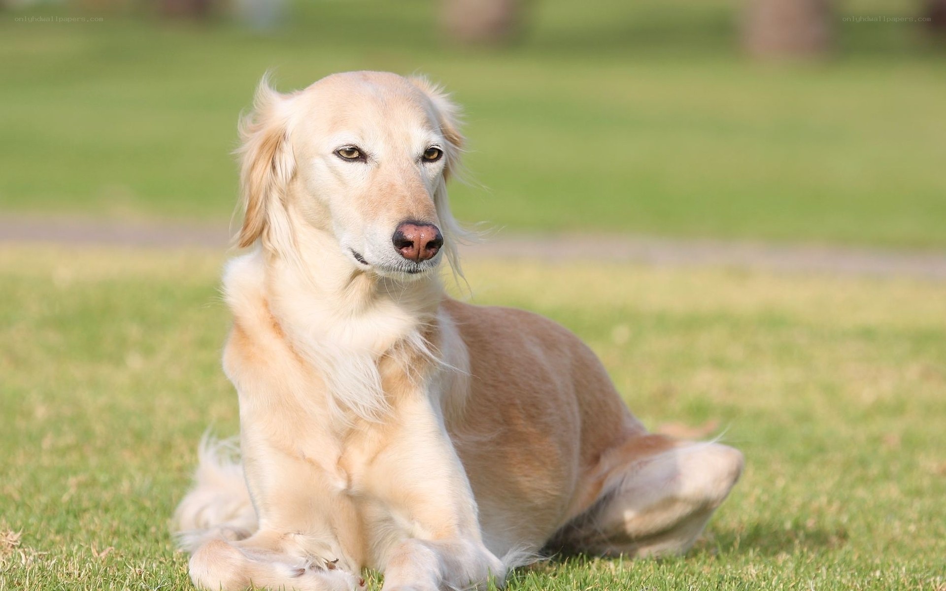 golden retriever on grass