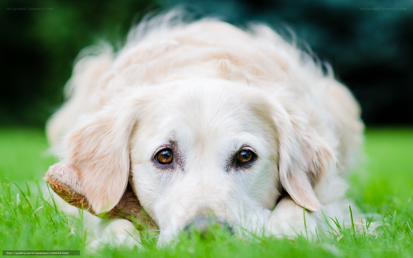 golden retriever on grass