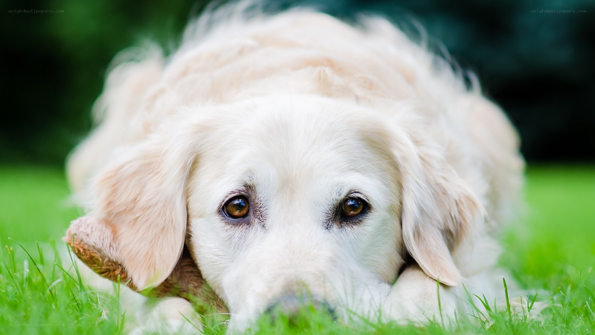 golden retriever on grass