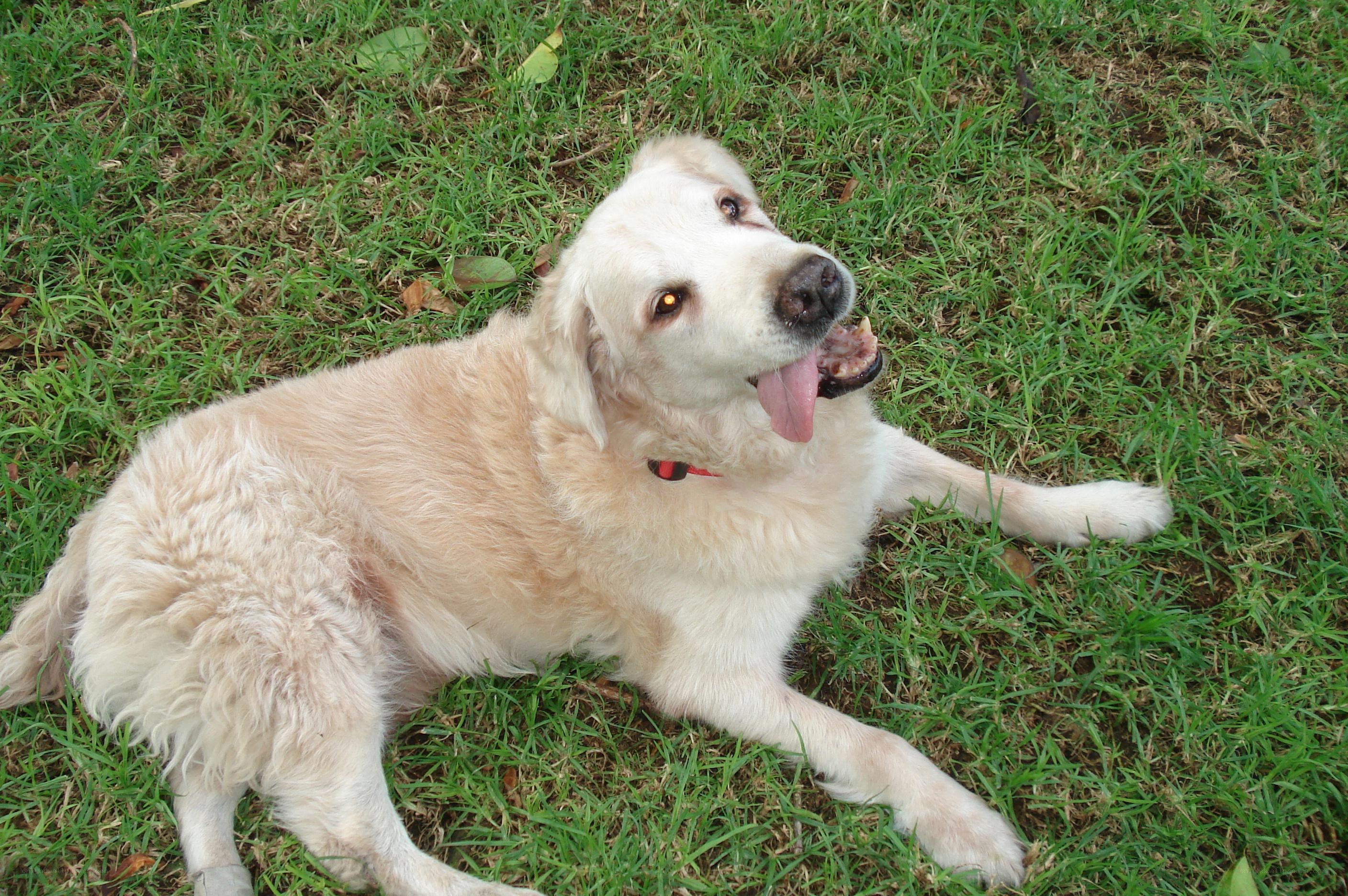 golden retriever on grass