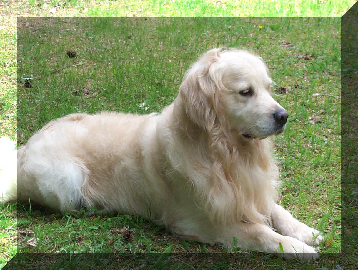 Golden retriever on grass