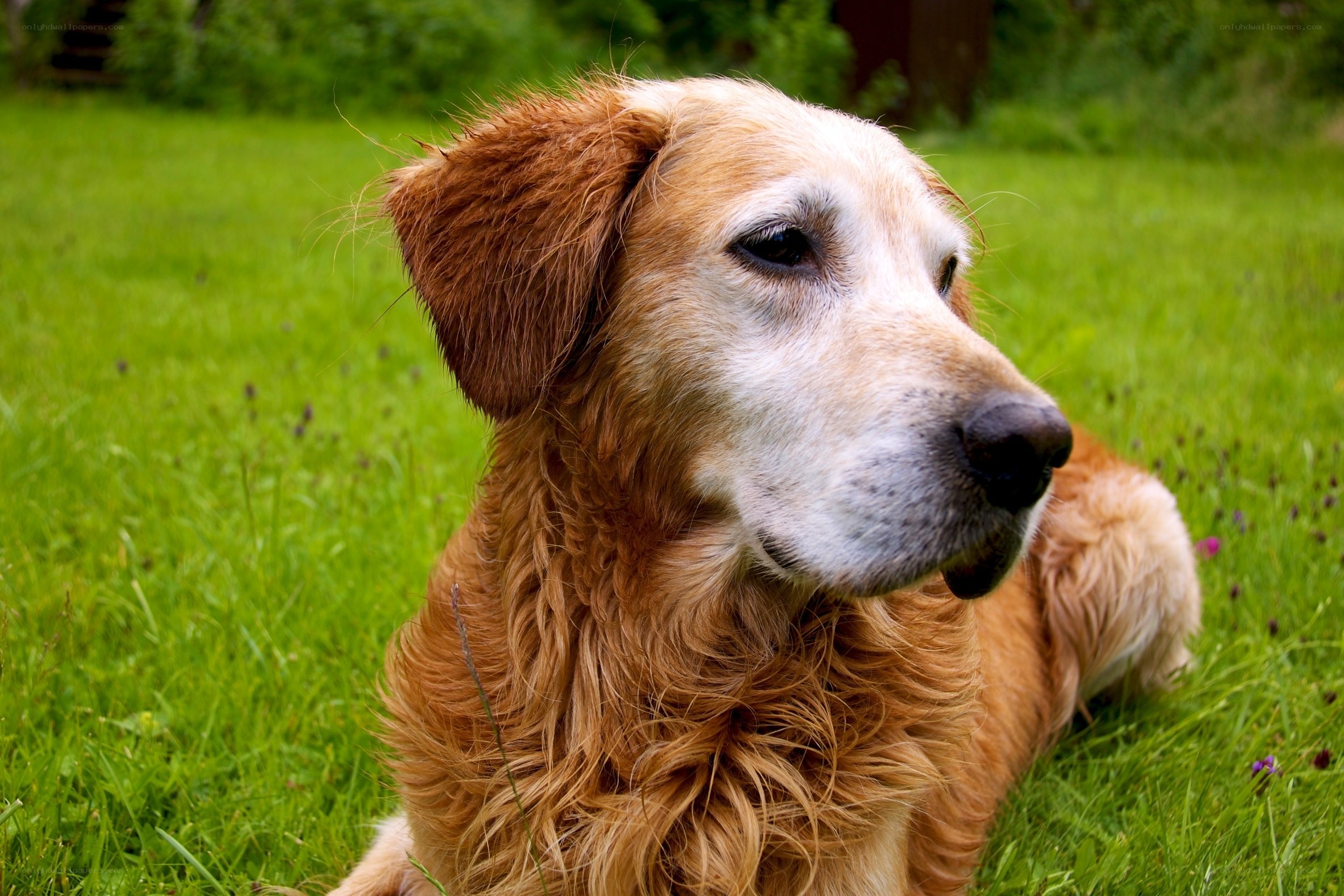 Golden Retriever on Green Grass