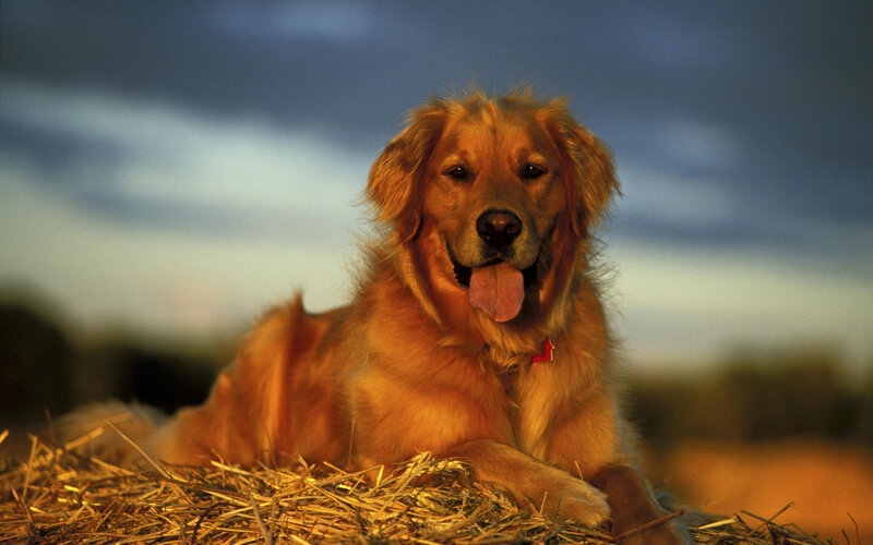 Golden retriever on hay bale