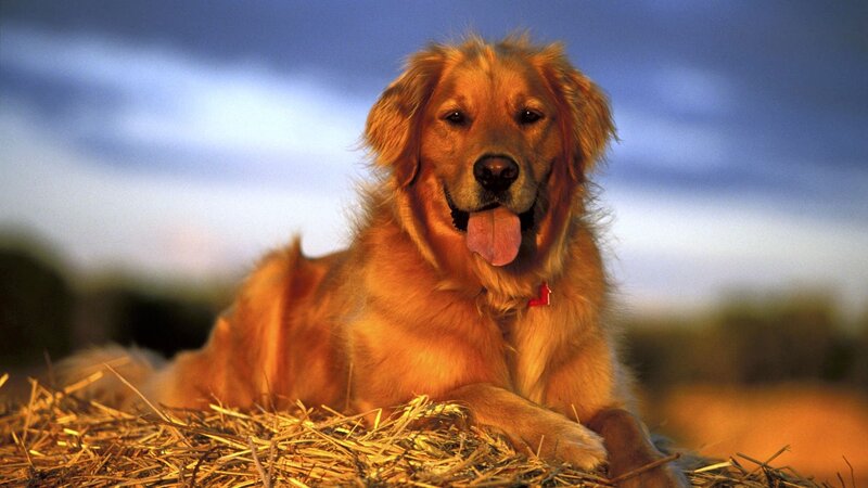golden retriever on hay bale