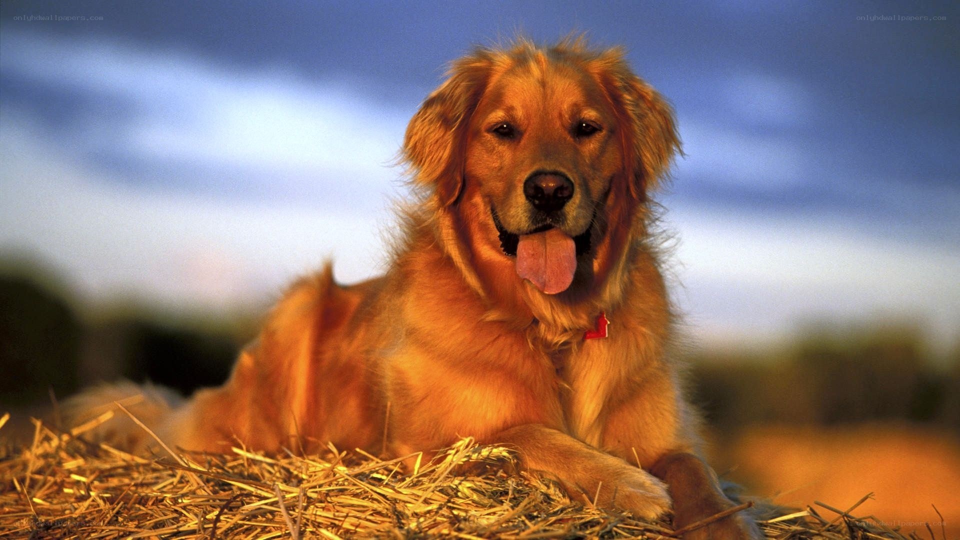 golden retriever on hay bale