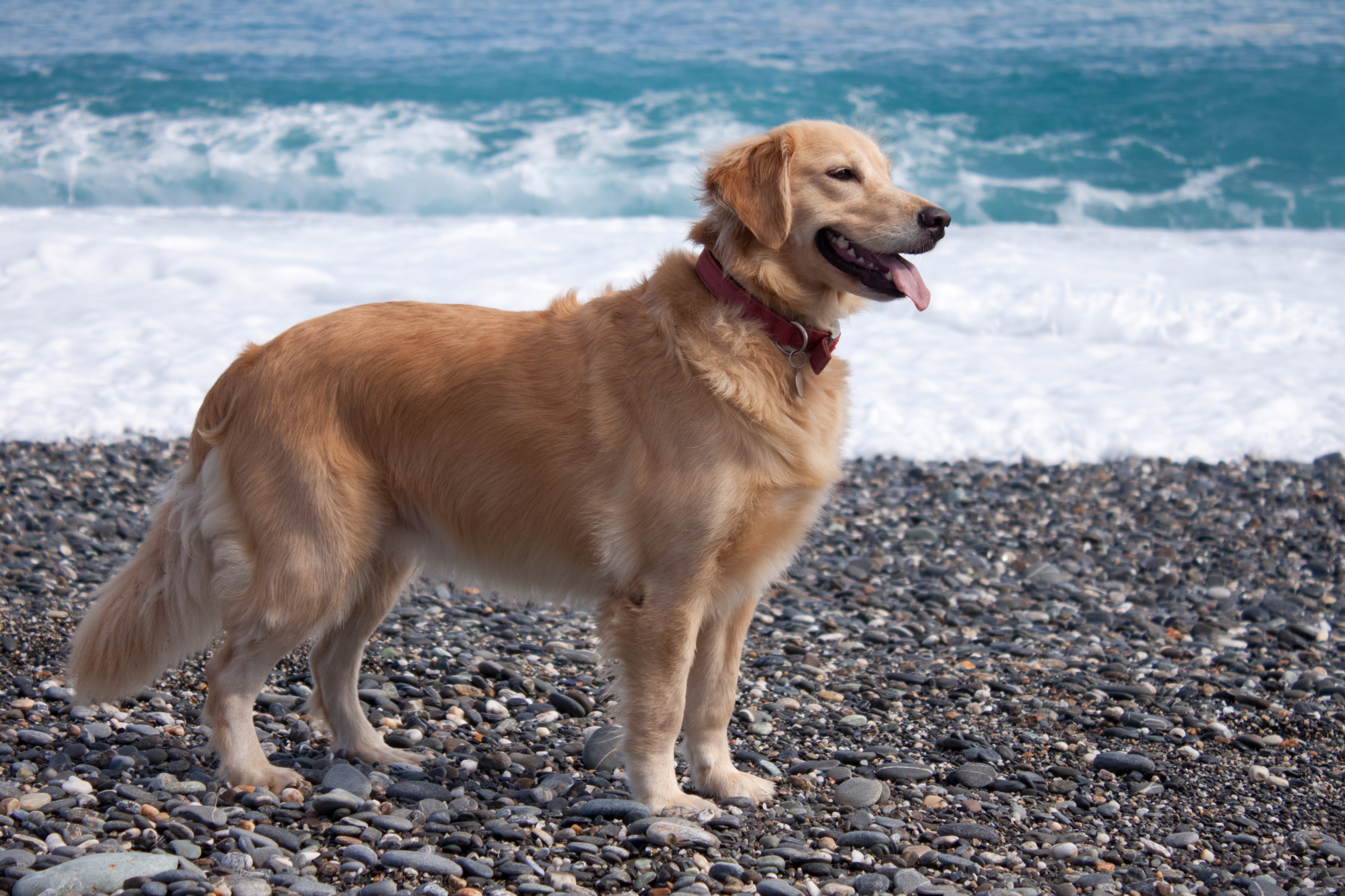 Golden retriever on pebble beach