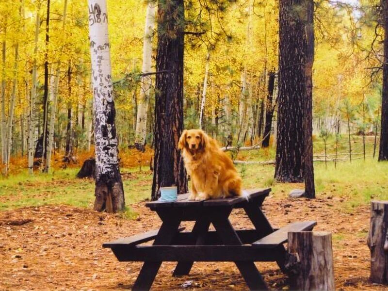 Golden Retriever on Picnic Table