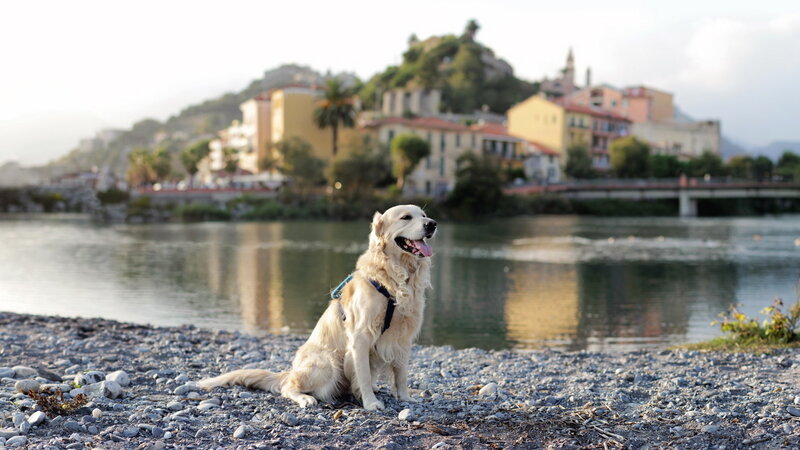 Golden Retriever on Riverbank
