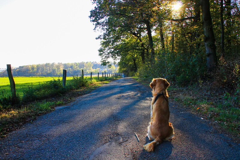 Golden Retriever on Road — Green