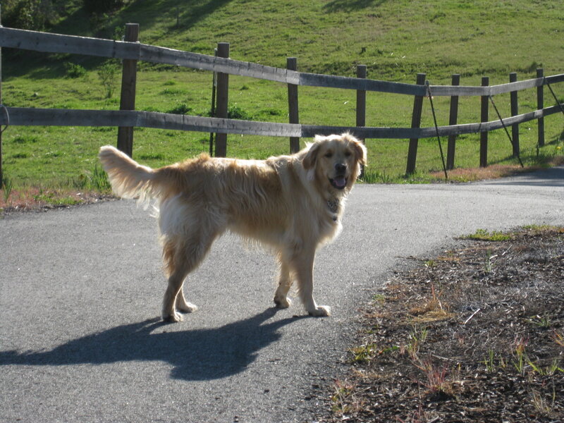 Golden Retriever on Road