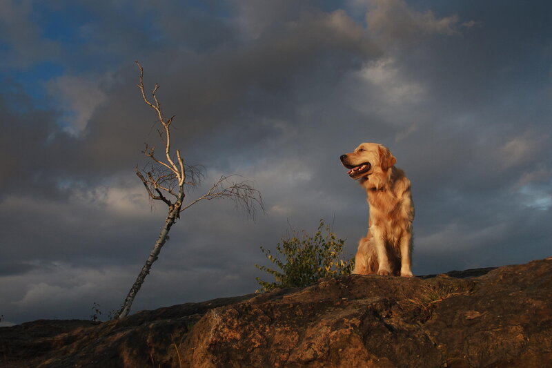 Golden Retriever on Rock — Blue