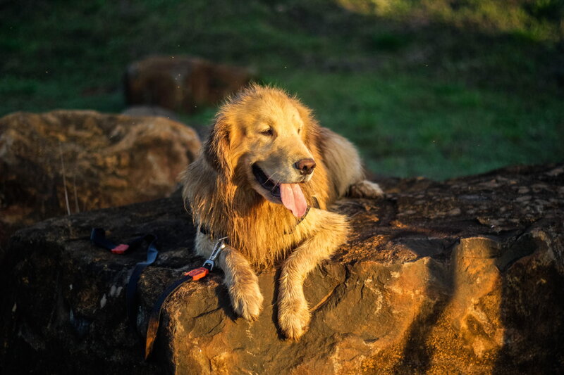 Golden Retriever on Rock — Gold
