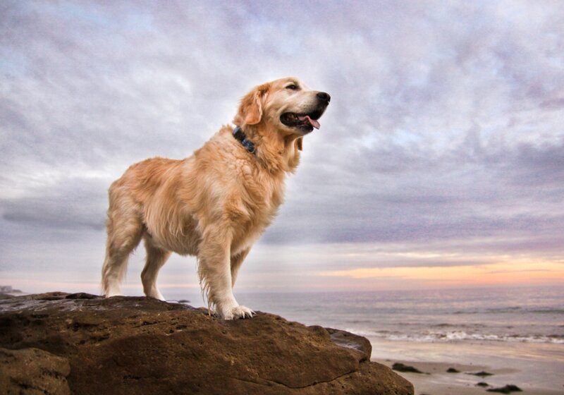 Golden Retriever on Rock