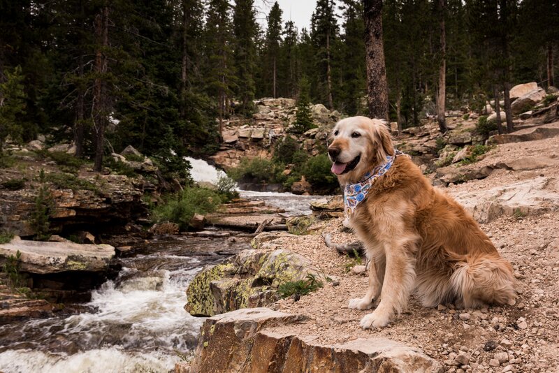Golden Retriever on Rocks