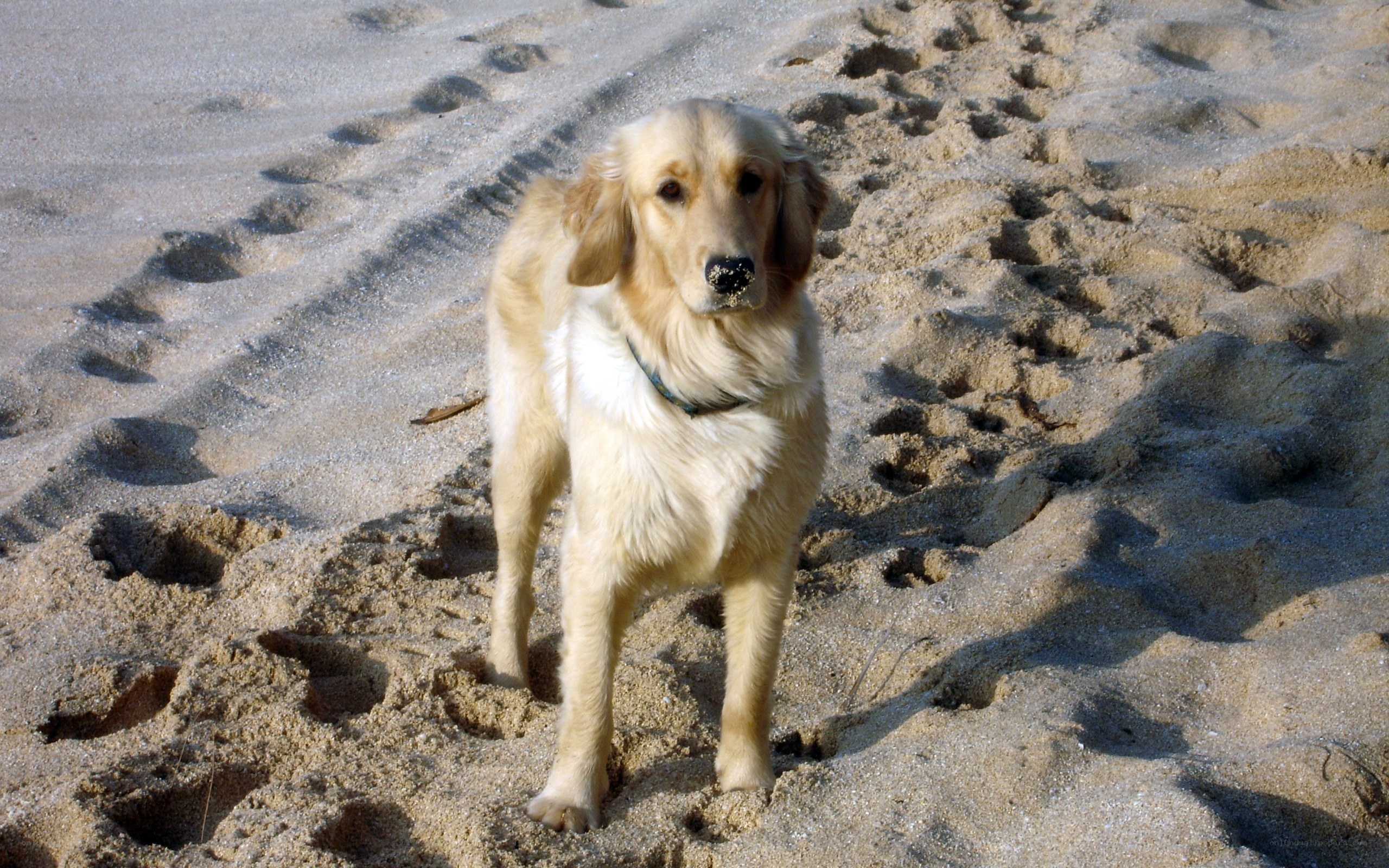 golden retriever on sandy beach