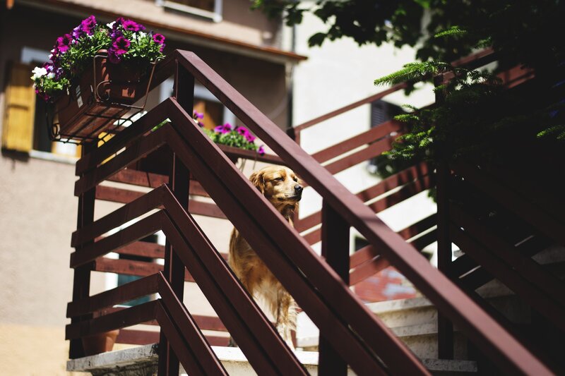 Golden Retriever on Stairs — Brown