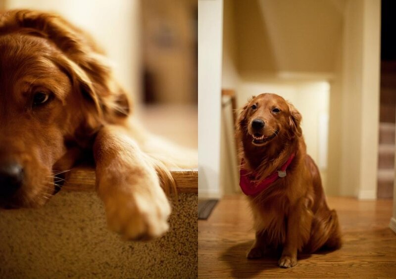 Golden Retriever on Stairs