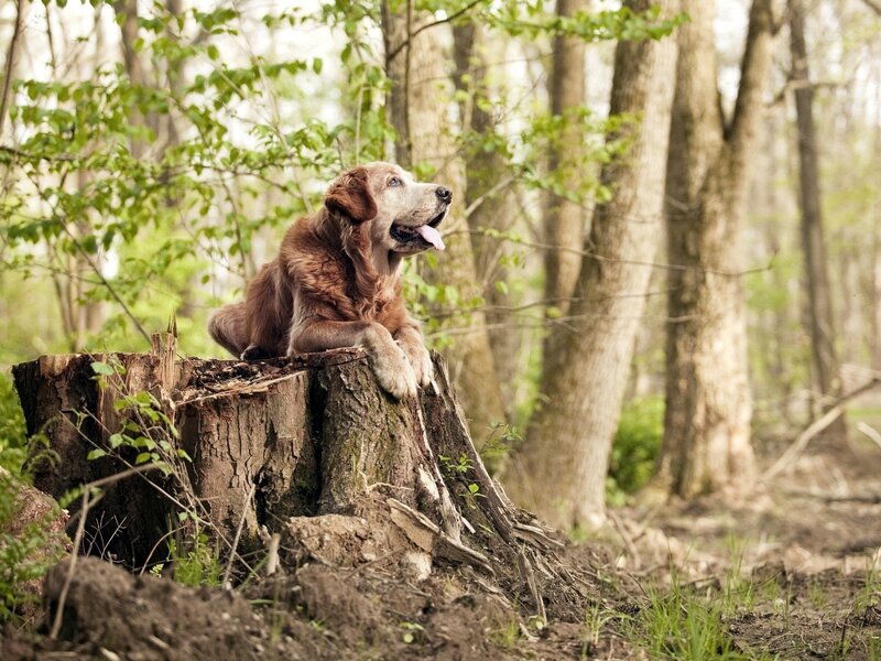 Golden Retriever on Stump — Brown, Serene