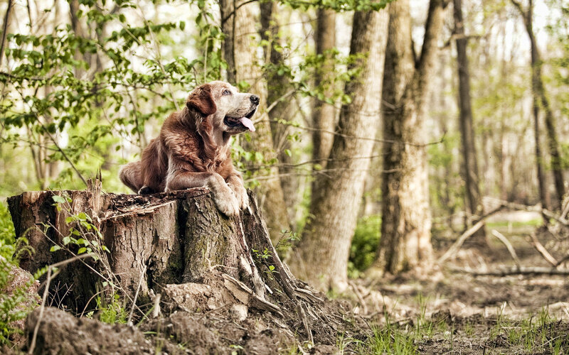 Golden Retriever on Stump