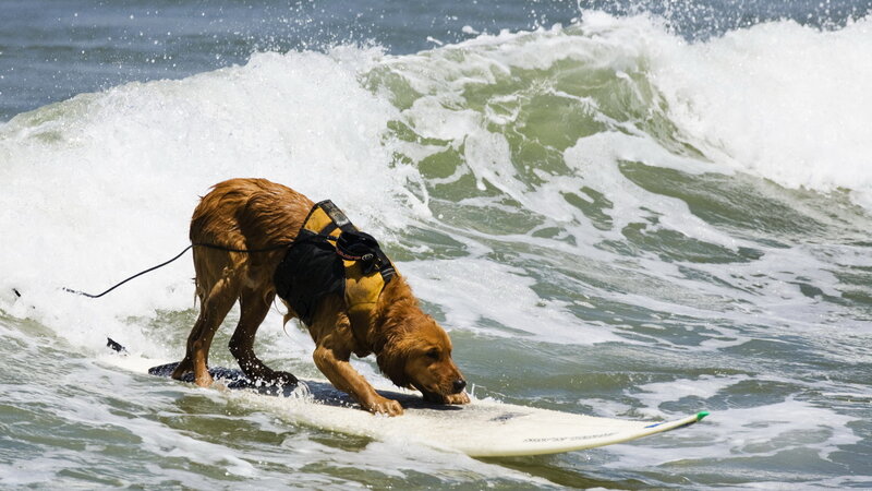 Golden Retriever on Surfboard