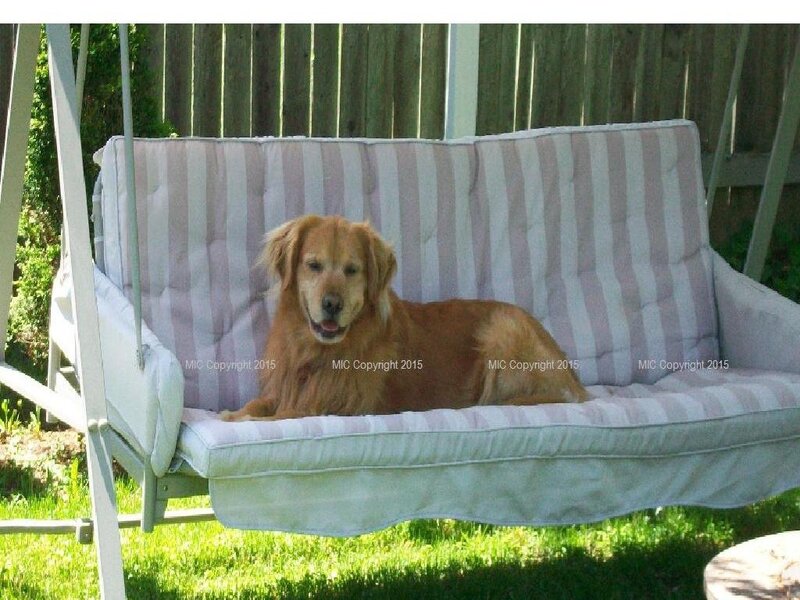 Golden Retriever on Swing