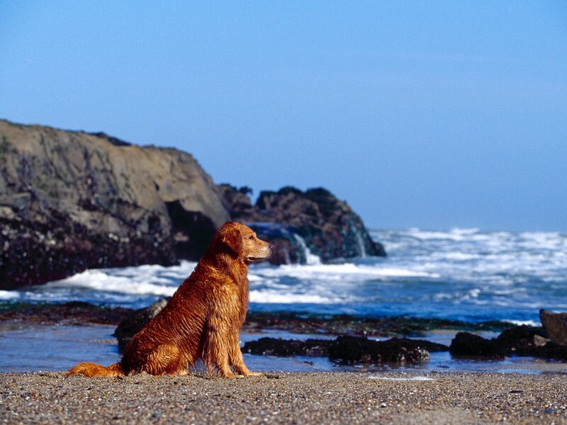 Golden retriever on the beach