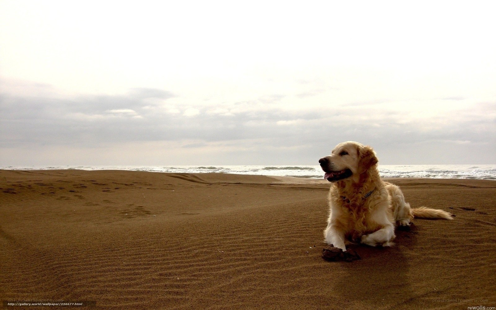 Golden retriever on the beach