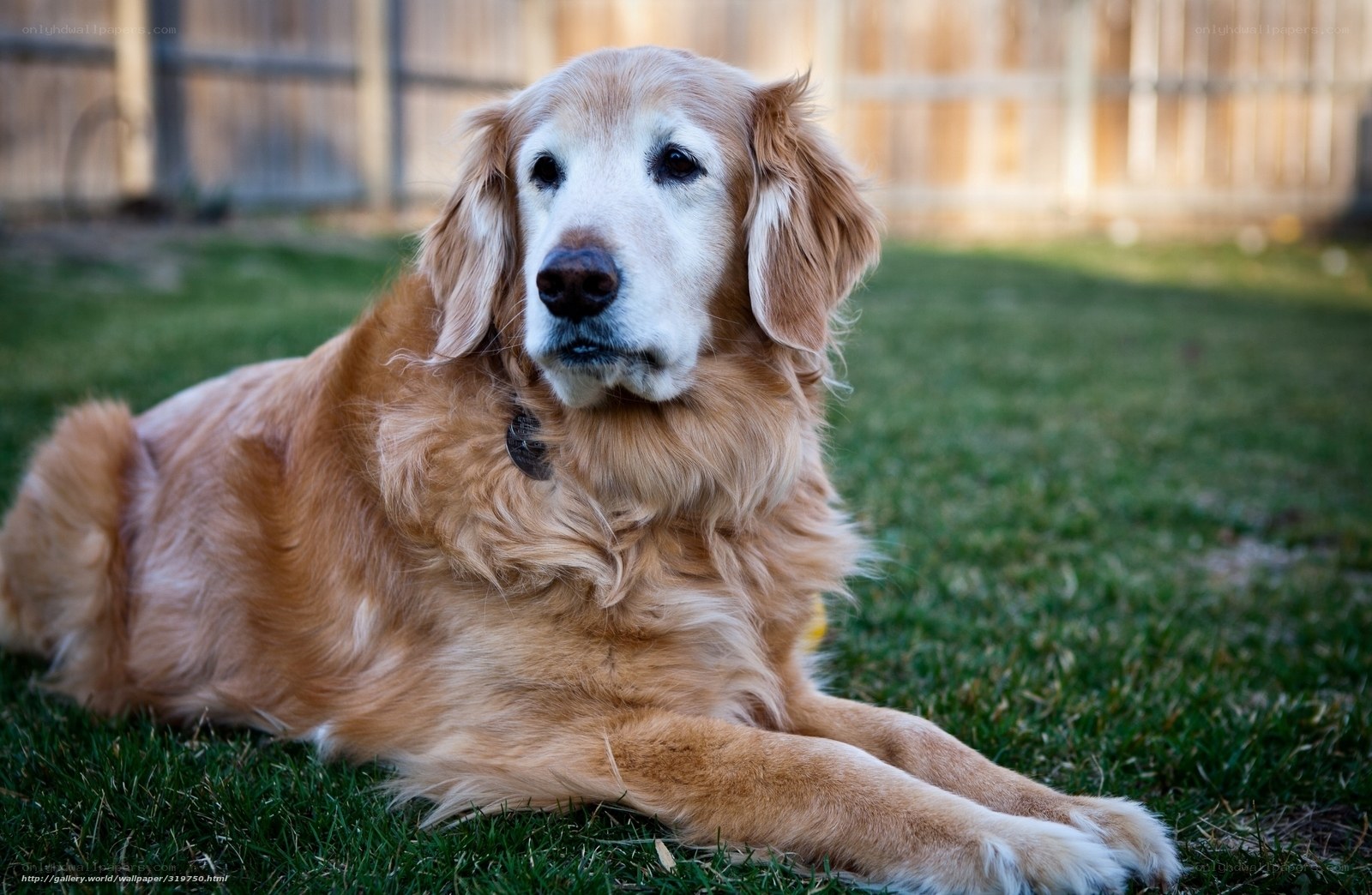 Golden Retriever on the Grass