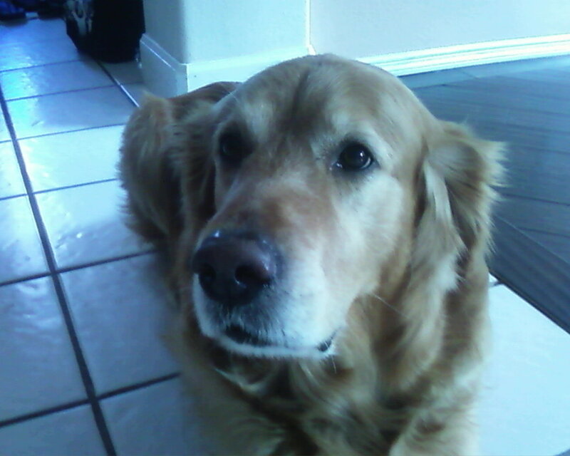 Golden Retriever on tiled floor