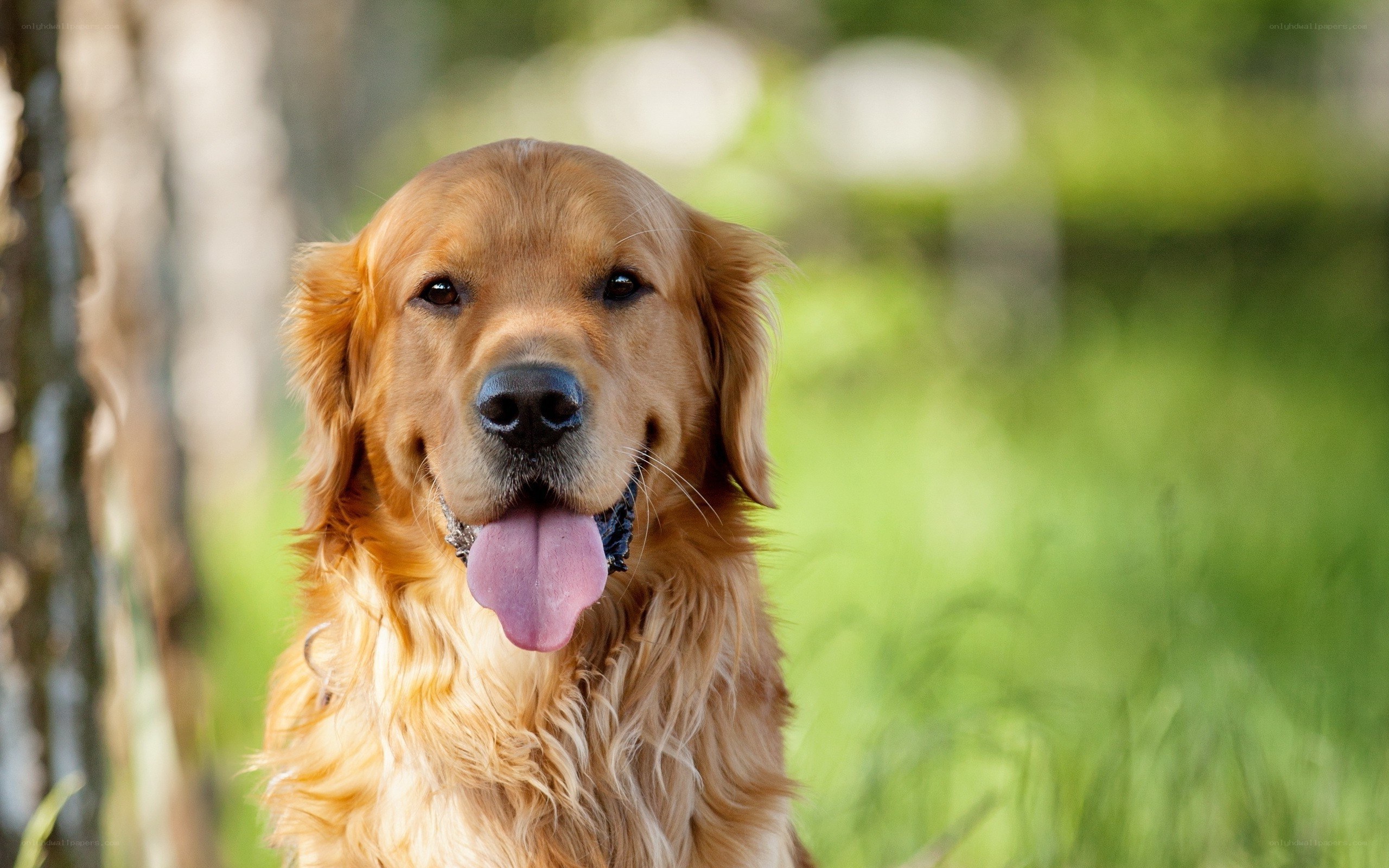 Golden Retriever outdoors