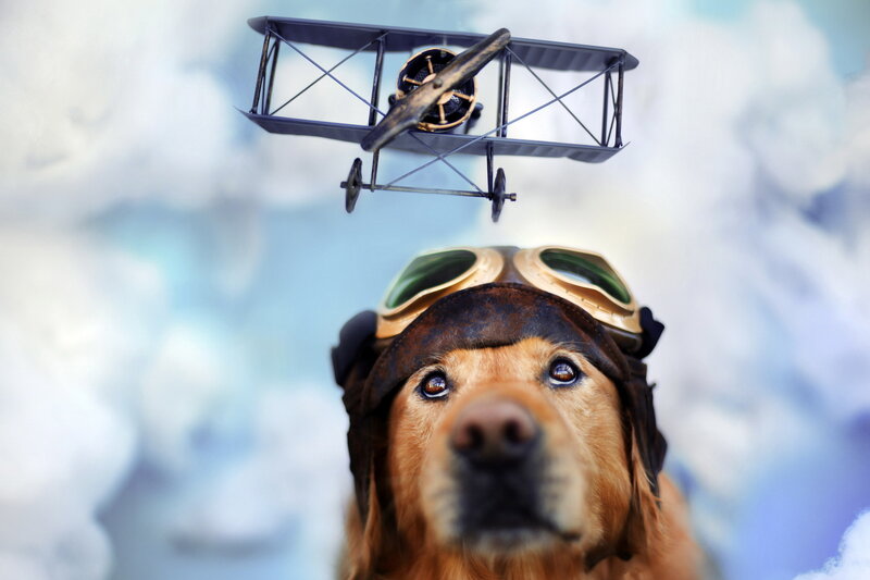 Golden Retriever Pilot