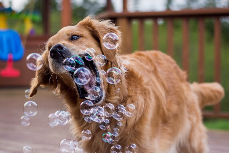 Golden Retriever Playing — Brown